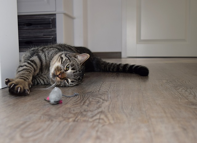 A cat is playing with a toy mouse.